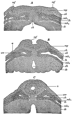 Fig.91 A, B, C. Vertical section
of the dorsal part of three triton-embryos.