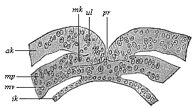 Fig.97. Transverse section of the
primitive mouth (or groove) of a human embryo (at the coelomula stage).