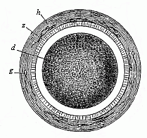 Fig. 28--Stem-cell of a rabbit.