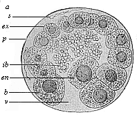 Blastula of the opossum (Didelphys).