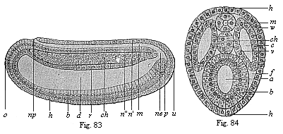 Chordula of the amphioxus.