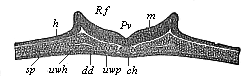 Transverse section of the chordula-embryo of a bird (from a hen's egg at the close of the first day of incubation).