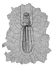 Boat-shaped embryo of the dog, from the ventral side, magnified.