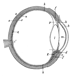 The human eye in section.