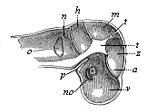 Primitive skull of the human embryo, four weeks old, vertical section, left half seen internally.