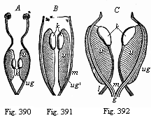 Primitive kidneys and rudimentary sexual organs.